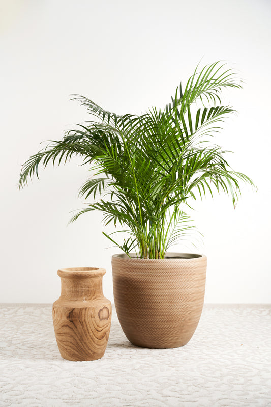 The Golden Cane Palm Plant (Dypsis Lutescens)