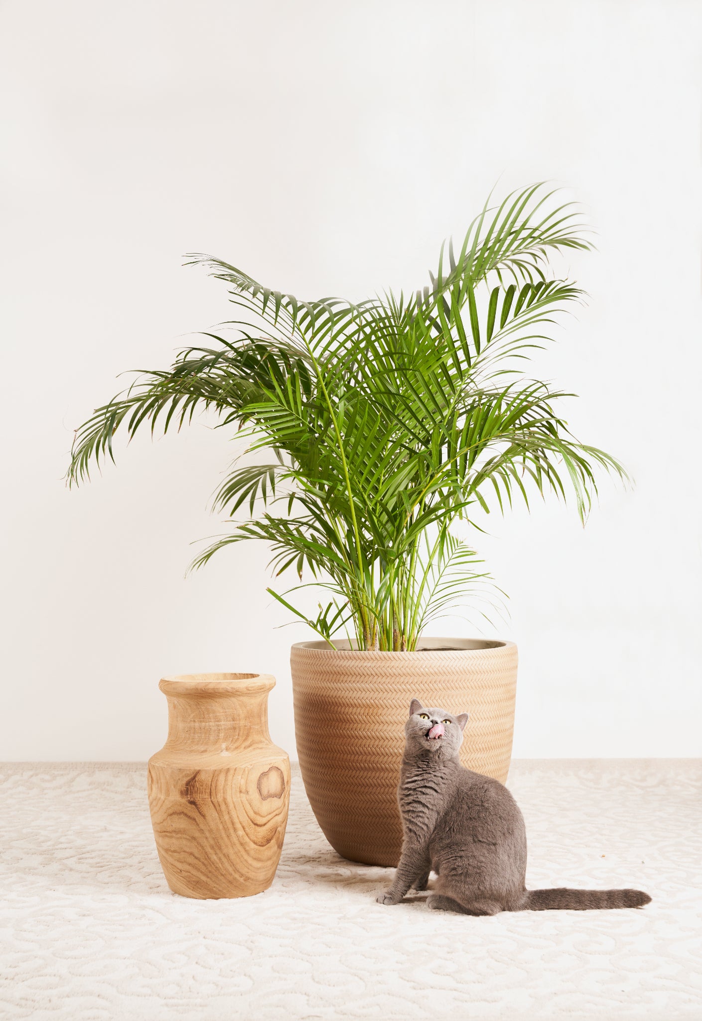 The Golden Cane Palm Plant (Dypsis Lutescens)