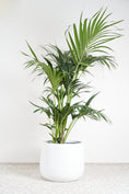 Load image into Gallery viewer, Kentia Palm Plant