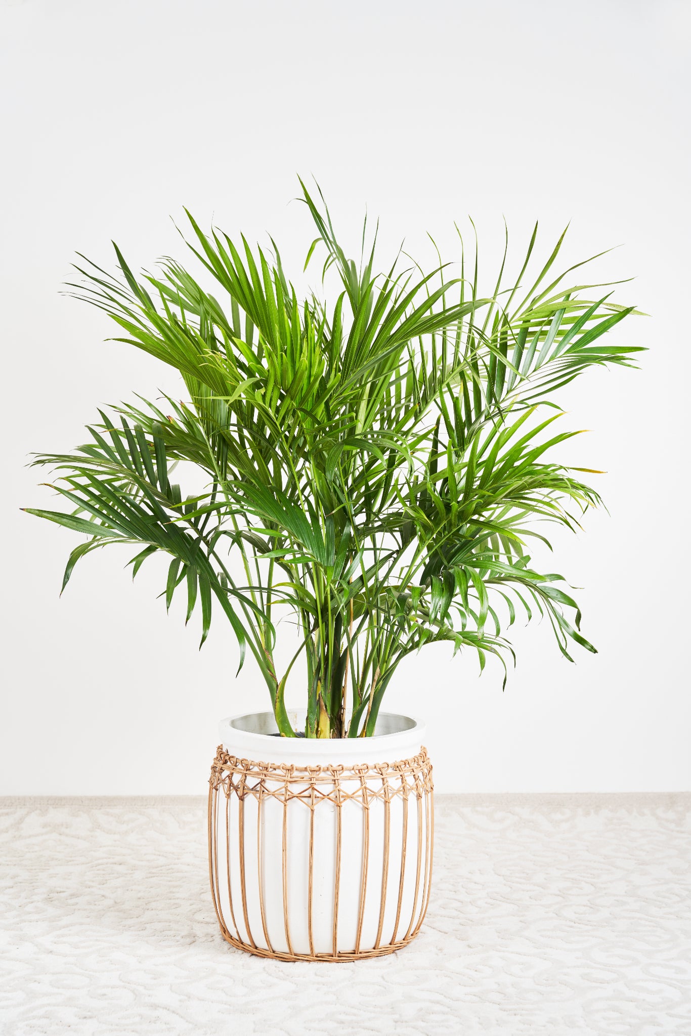 cascade palm plant Shop Cascade Palm Plant & Pet Friendly Plants
