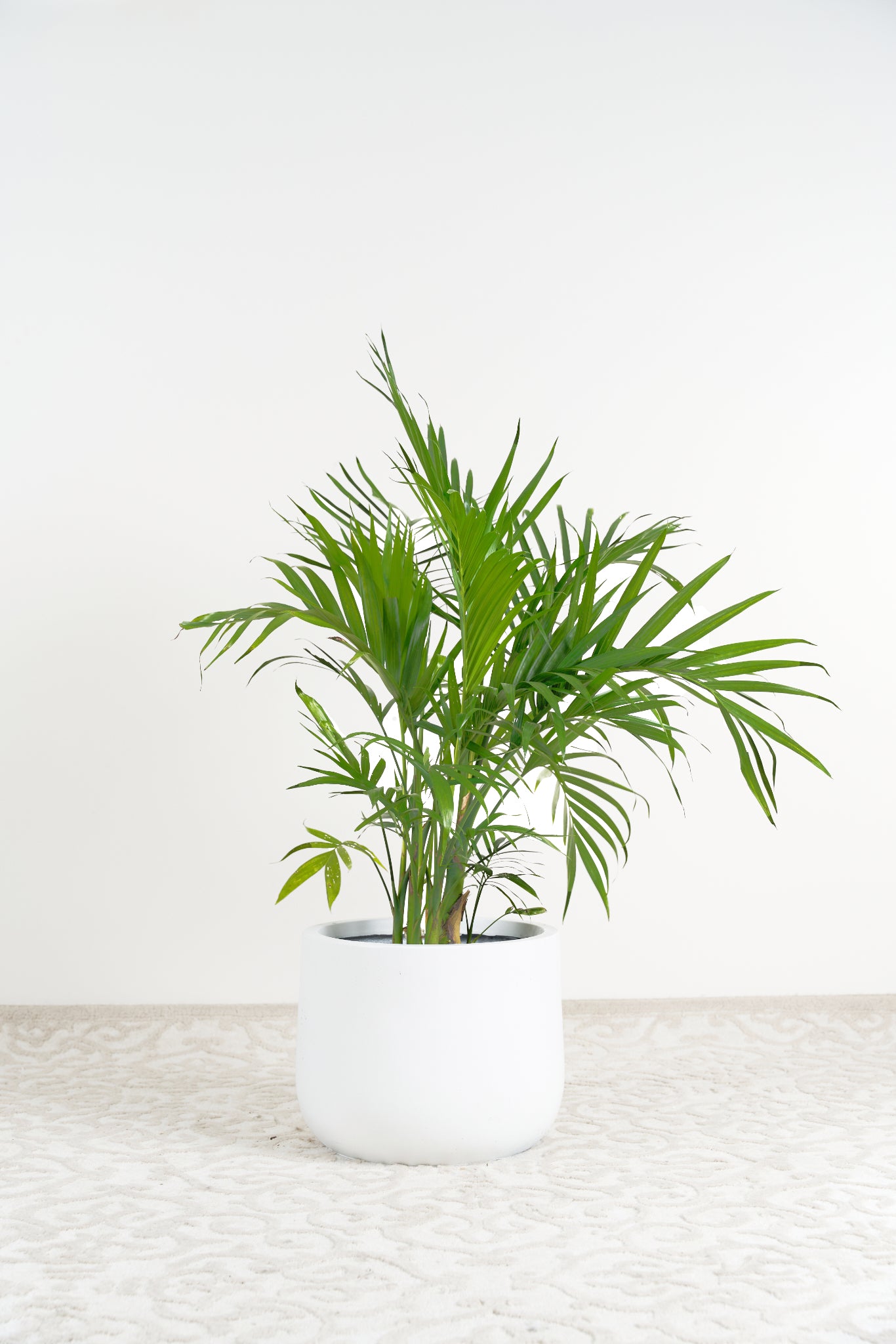 Cascade palm plant