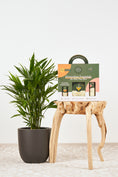 Load image into Gallery viewer, Houseplant essentials care kit
