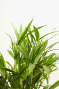 Load image into Gallery viewer, Cascade palm plant