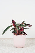 Load image into Gallery viewer, Tricolour stromanthe plant