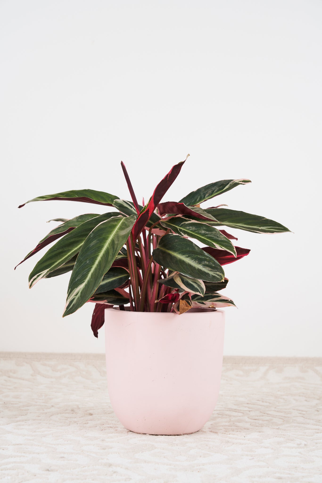 Tricolour stromanthe plant