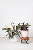 Load image into Gallery viewer, Tricolour stromanthe plant