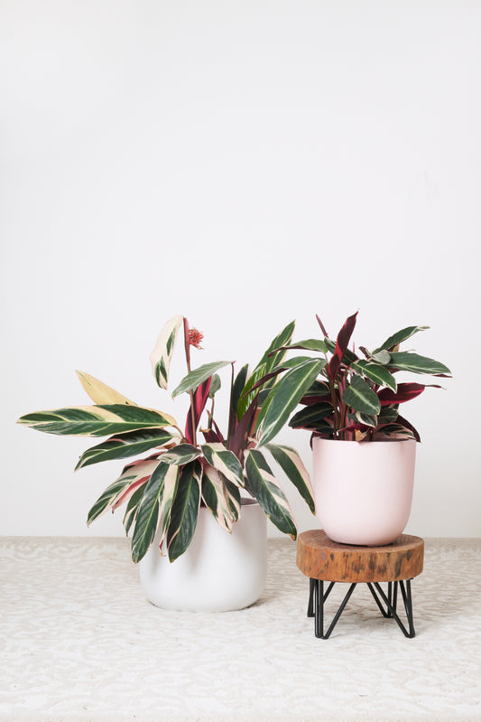 Tricolour stromanthe plant