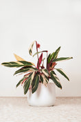 Load image into Gallery viewer, Tricolour stromanthe plant