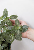 Load image into Gallery viewer, Silver-green Fittonia