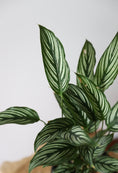 Load image into Gallery viewer, Calathea Eleptica Vitata