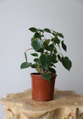 Load image into Gallery viewer, Peperomia Meridiana