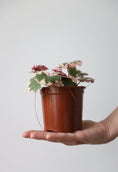 Load image into Gallery viewer, Strawberry Saxifraga