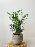 Load image into Gallery viewer, Mini parlour palm in the olive rope pot