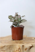 Load image into Gallery viewer, Fittonia ( Nerve plant)