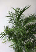Load image into Gallery viewer, Cascade palm plant