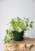 Load image into Gallery viewer, Peperomia pixie