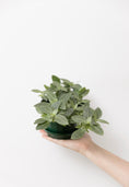 Load image into Gallery viewer, Silver-green Fittonia