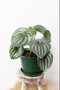 Load image into Gallery viewer, Watermelon peperomia π