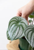 Load image into Gallery viewer, Watermelon peperomia π