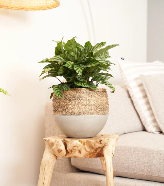 Olive rope pot - Small