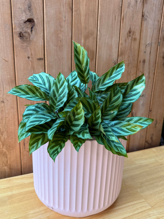 Corrugated line pot - Baby pink