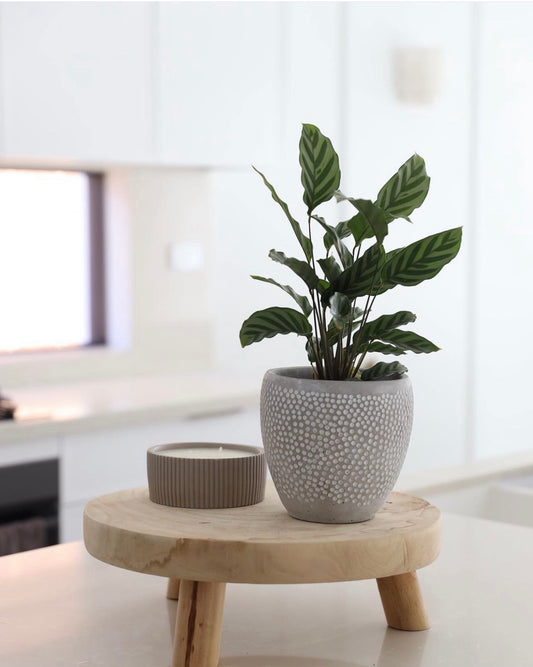 Dot pot - EX PROP