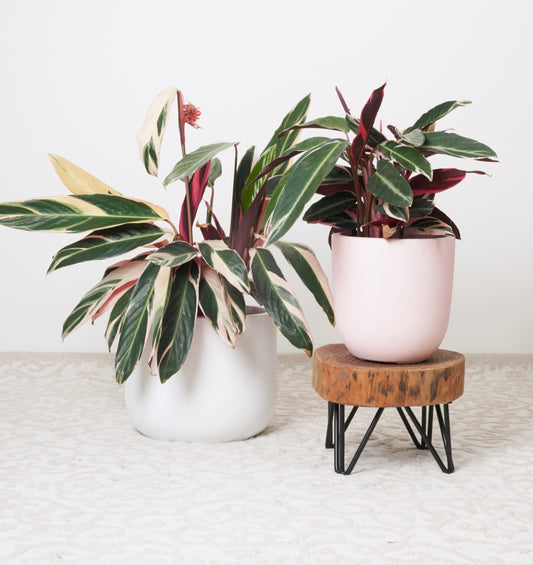 EX DISPLAY wooden plant riser - CUSTOM MADE