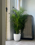 Load image into Gallery viewer, Golden Cane Palm - 200mm