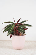 Load image into Gallery viewer, Tri-colour stromanthe - 200mm pot