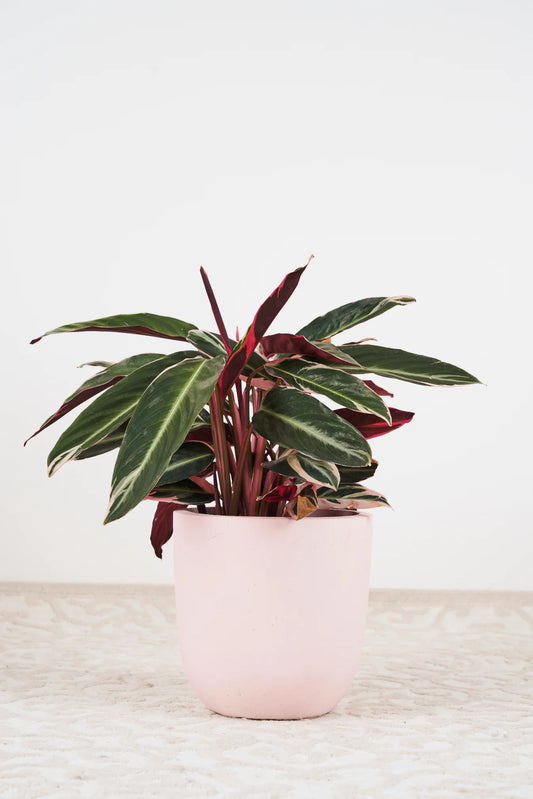 Tri-colour stromanthe - 200mm pot