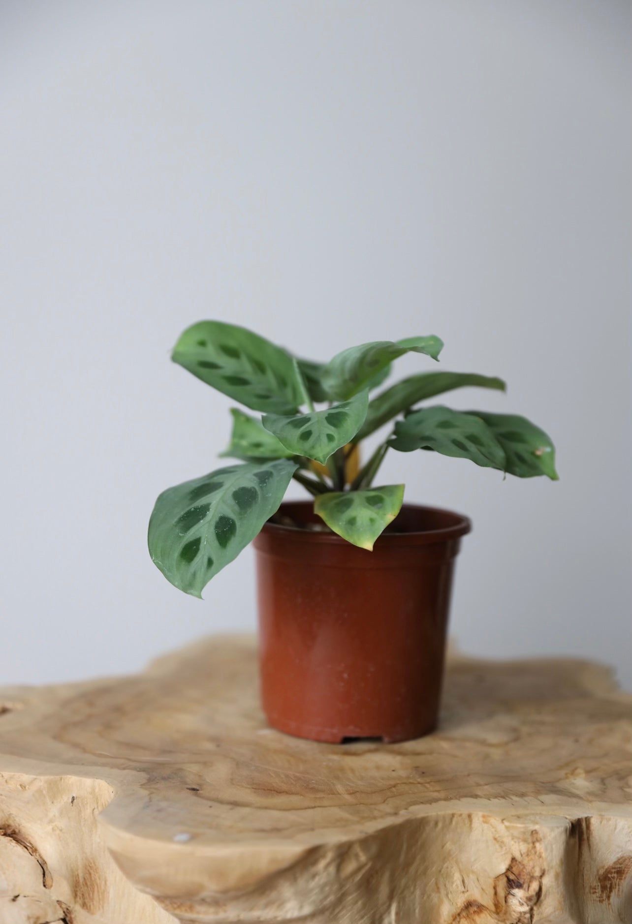 Calathea Maranta