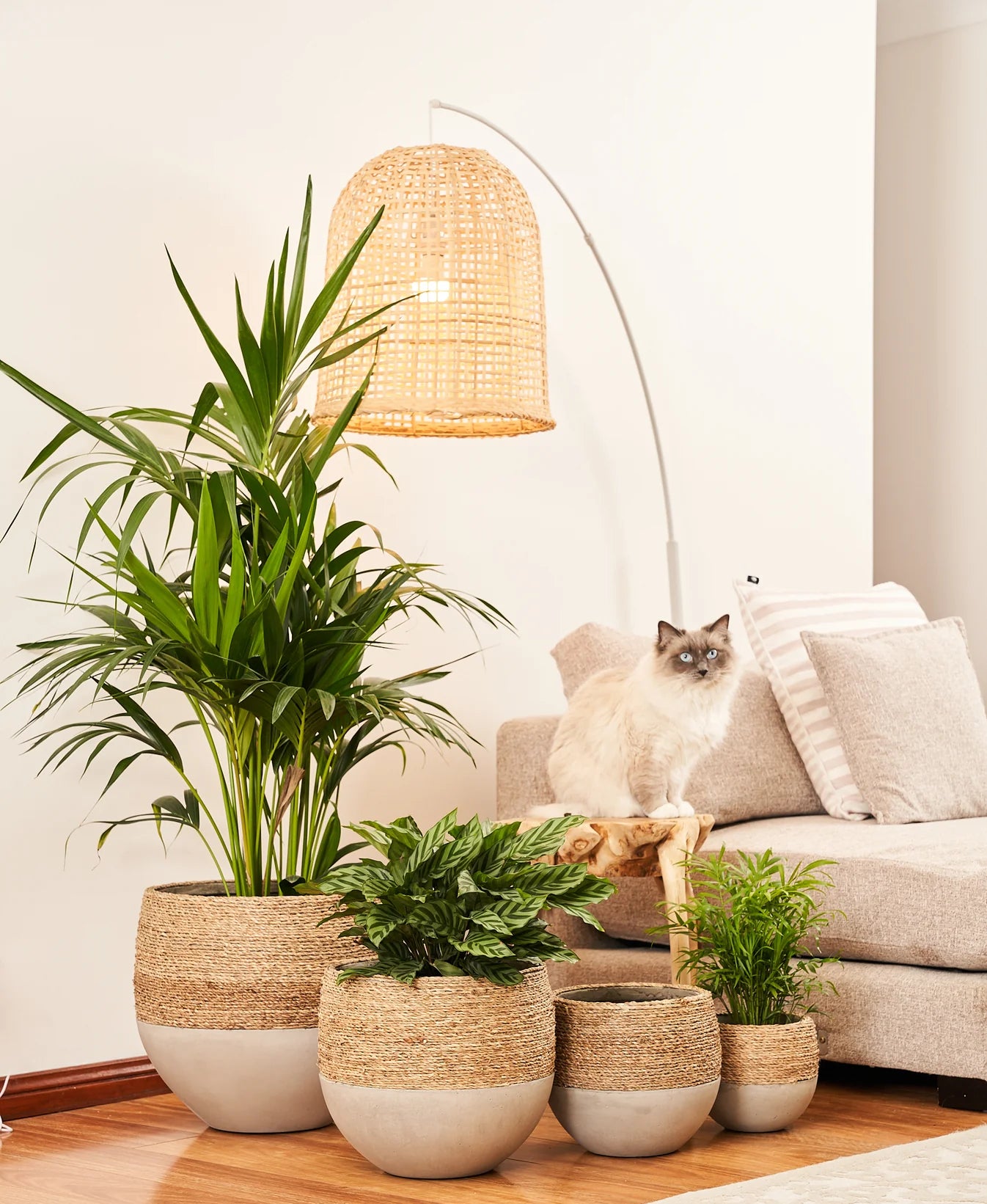 XS - Mini Olive rope pot