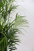 Load image into Gallery viewer, The Golden Cane Palm Plant (Dypsis Lutescens)
