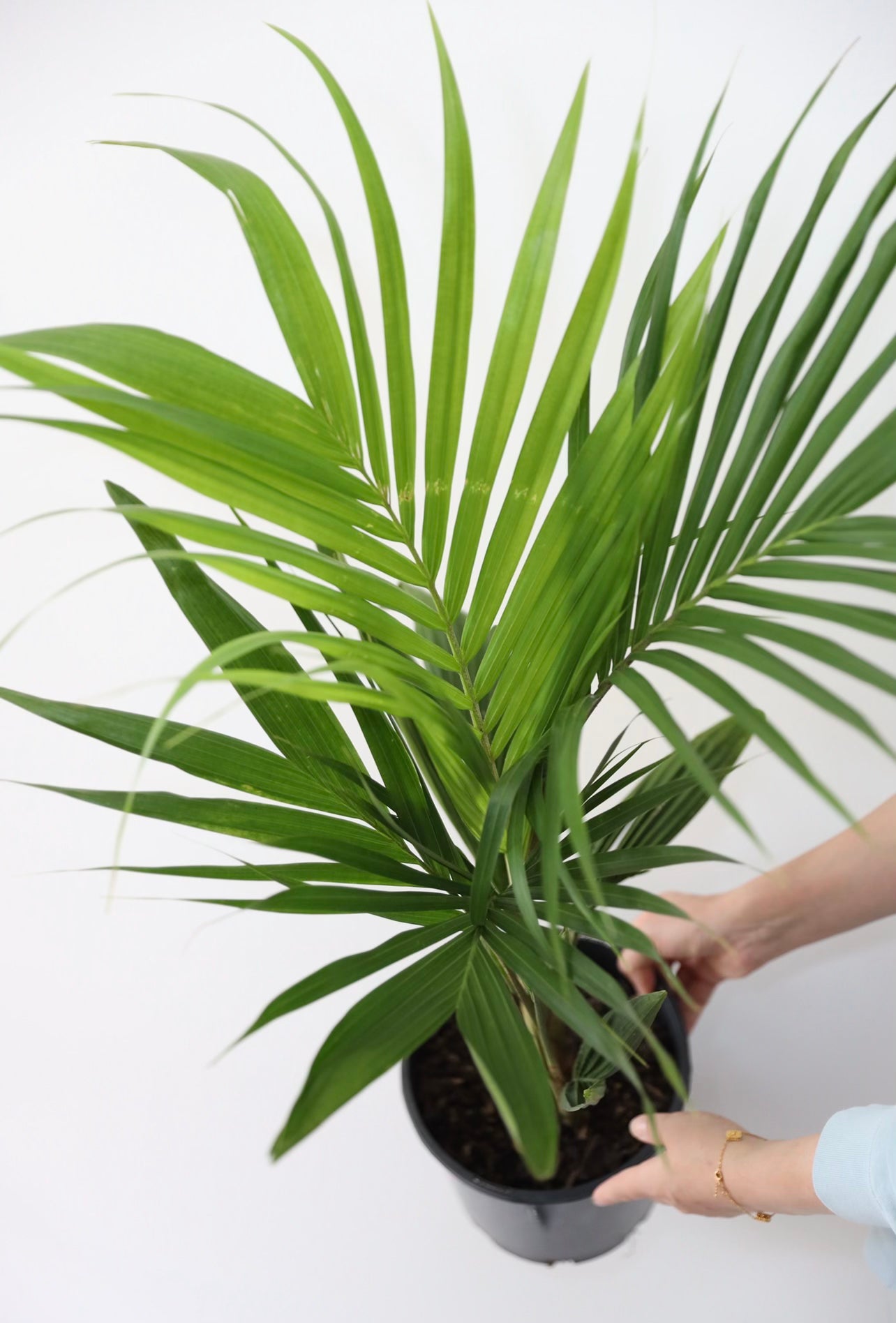 Bangalow palm
