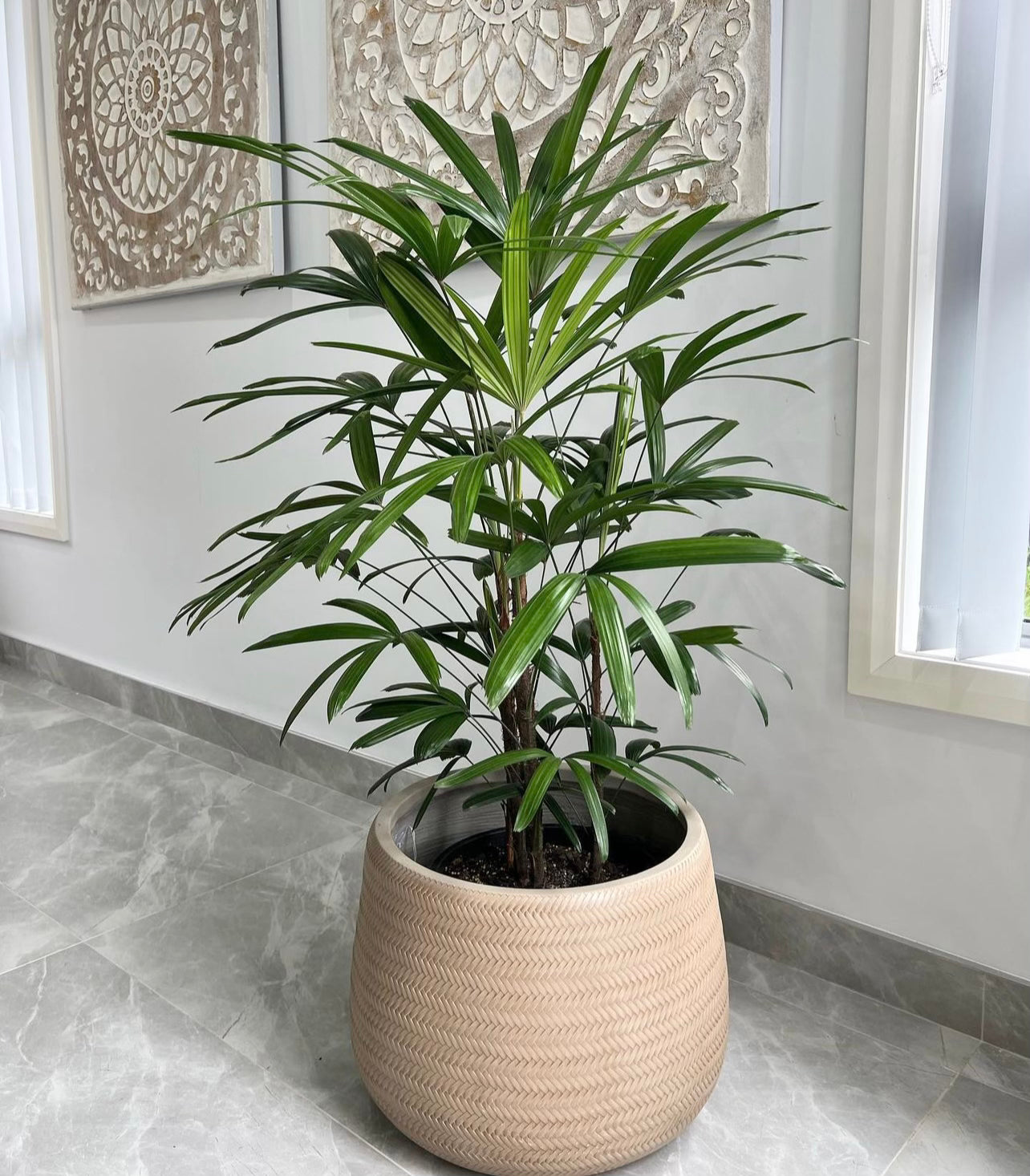 Lady Palm Plant (Rhapis Excelsa)