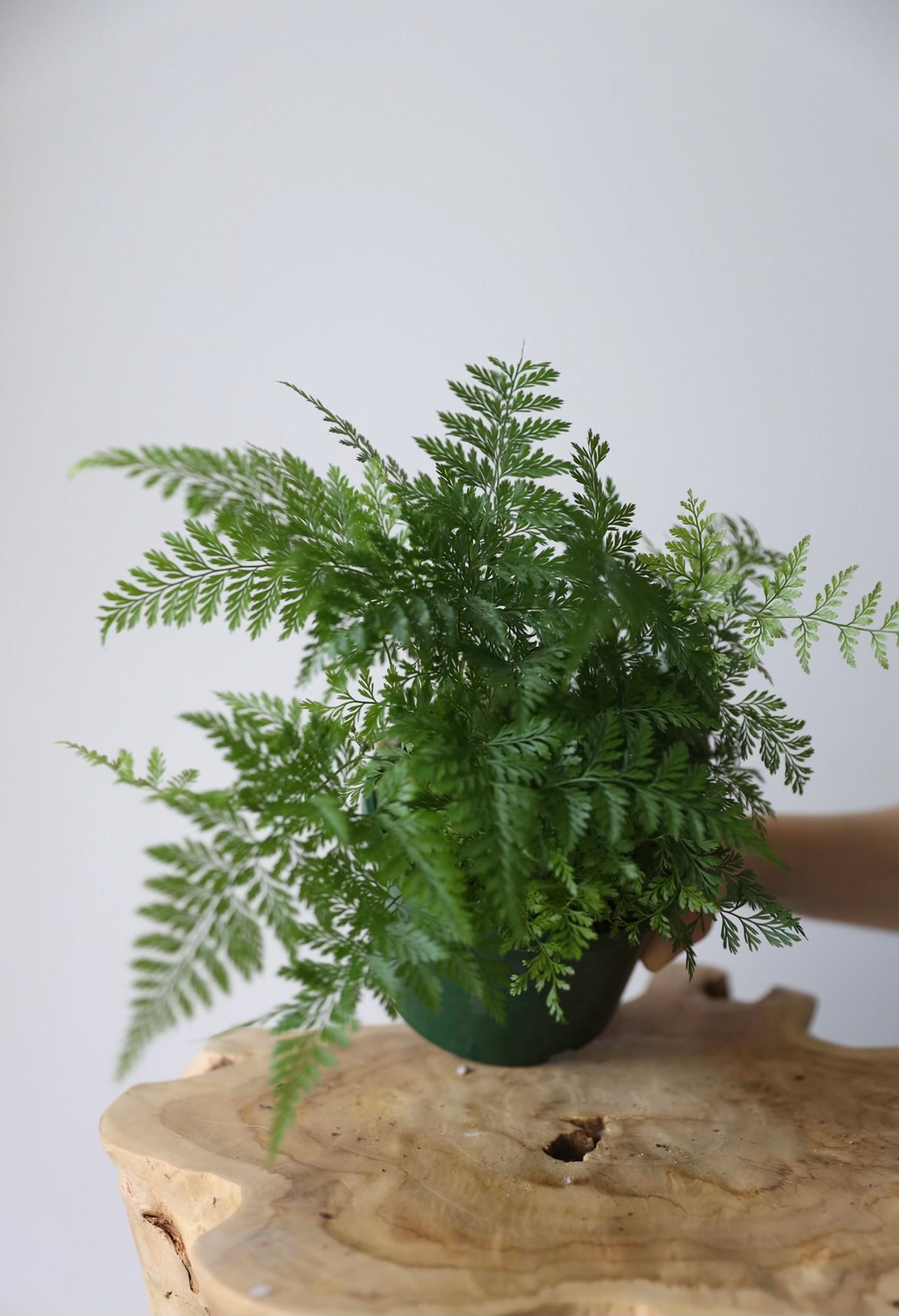 White Rabbits foot fern