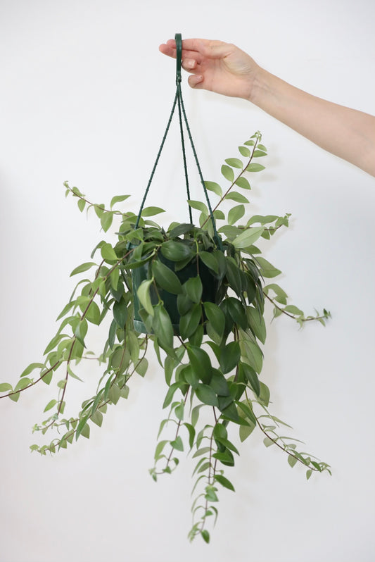 The lipstick Plant (Aeschynanthus radicans)