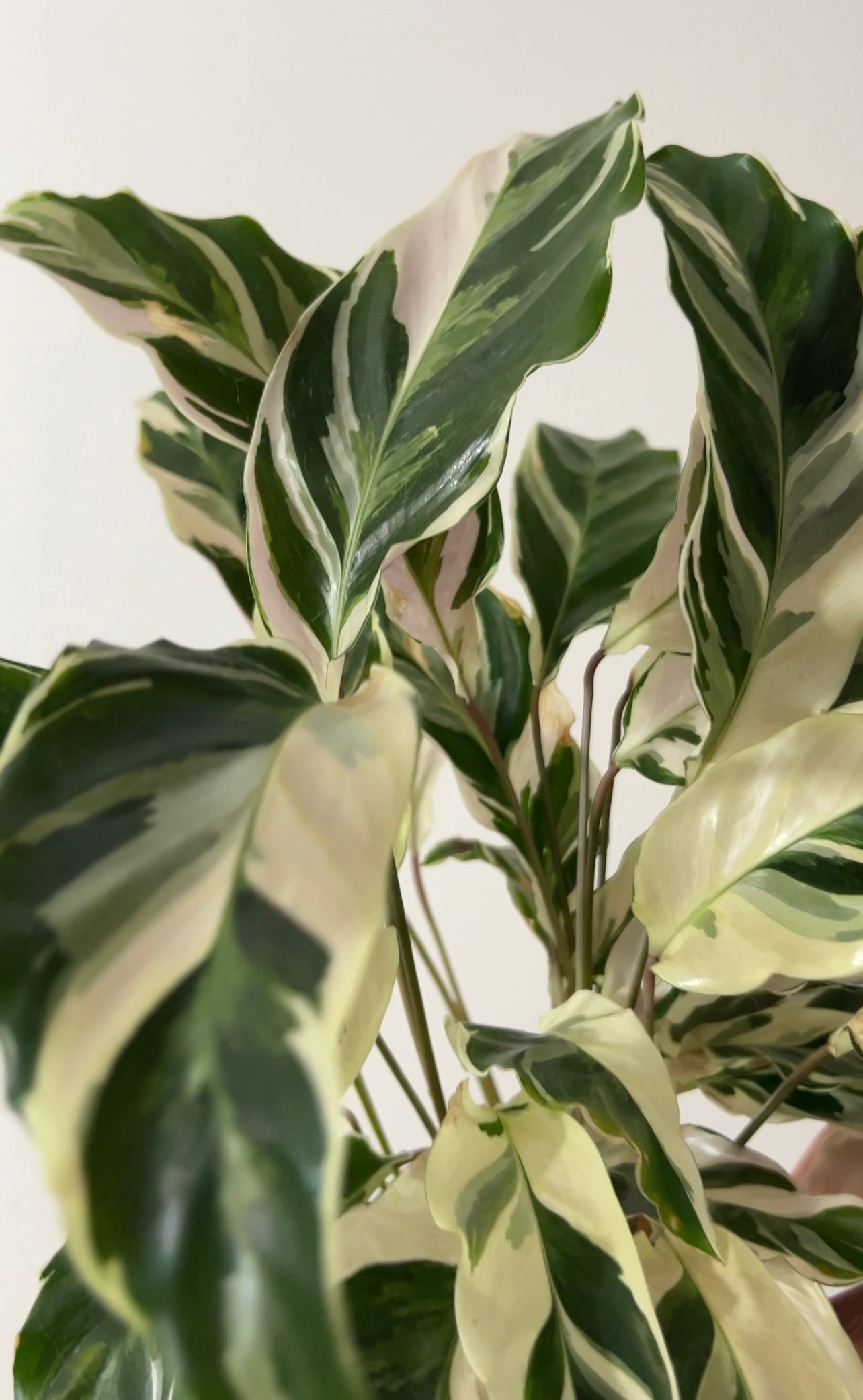 RARE - Calathea White Fusion