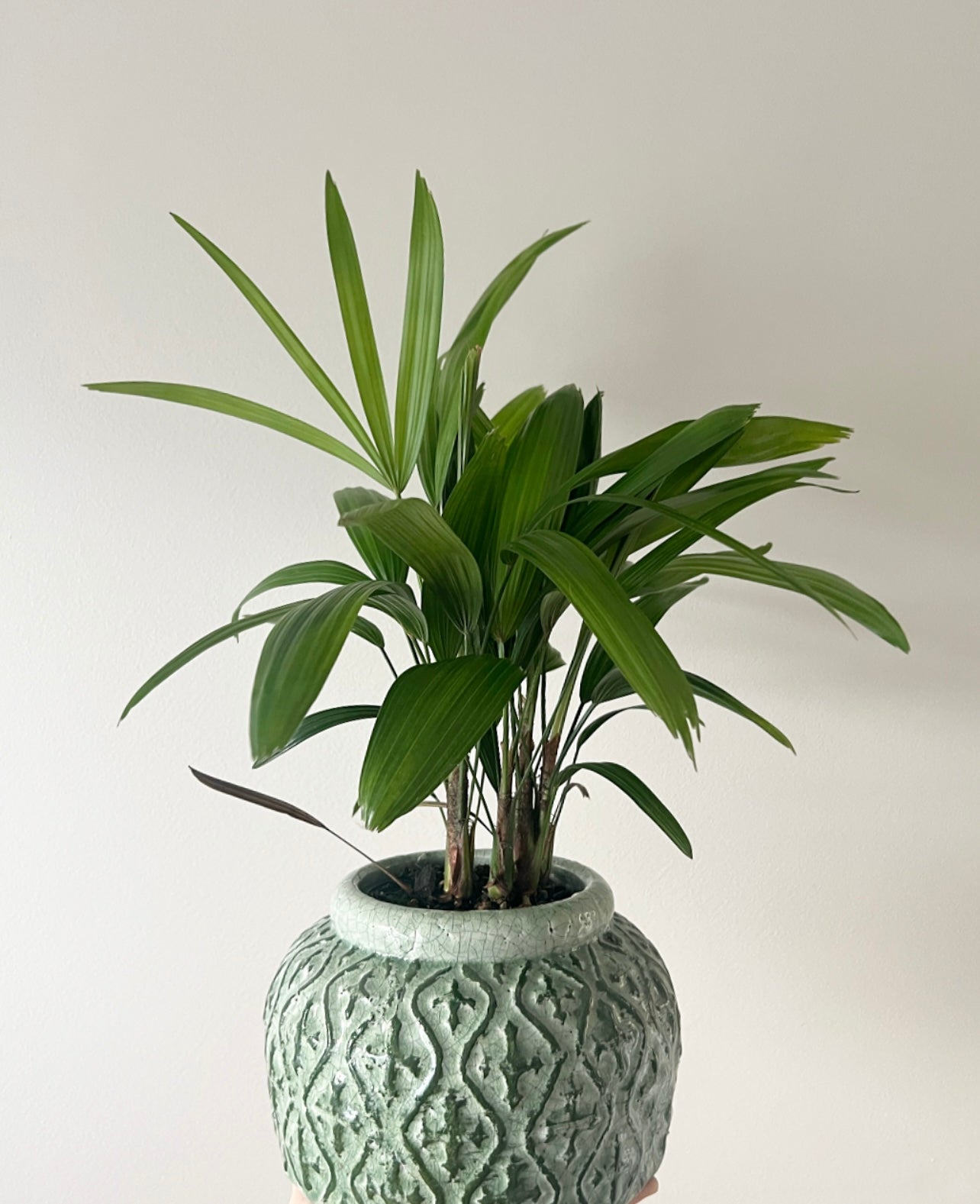 Rhapis palm in the moss tang pot