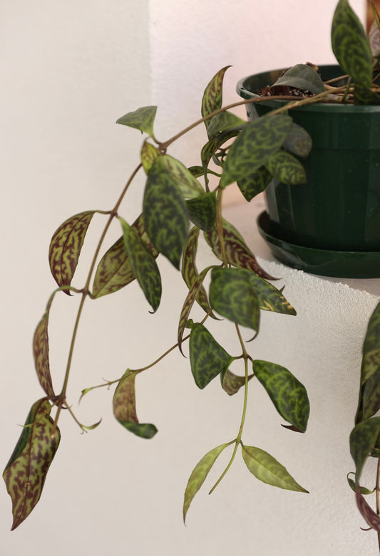 Black Pagoda (Aeschynanthus longicaulis)