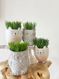 Load image into Gallery viewer, Cat grass in the cat head planter
