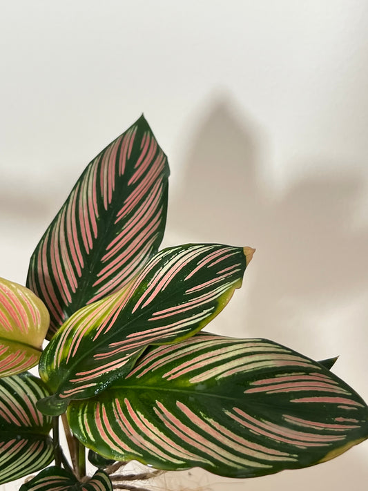 Calathea ‘ majestic’ white star