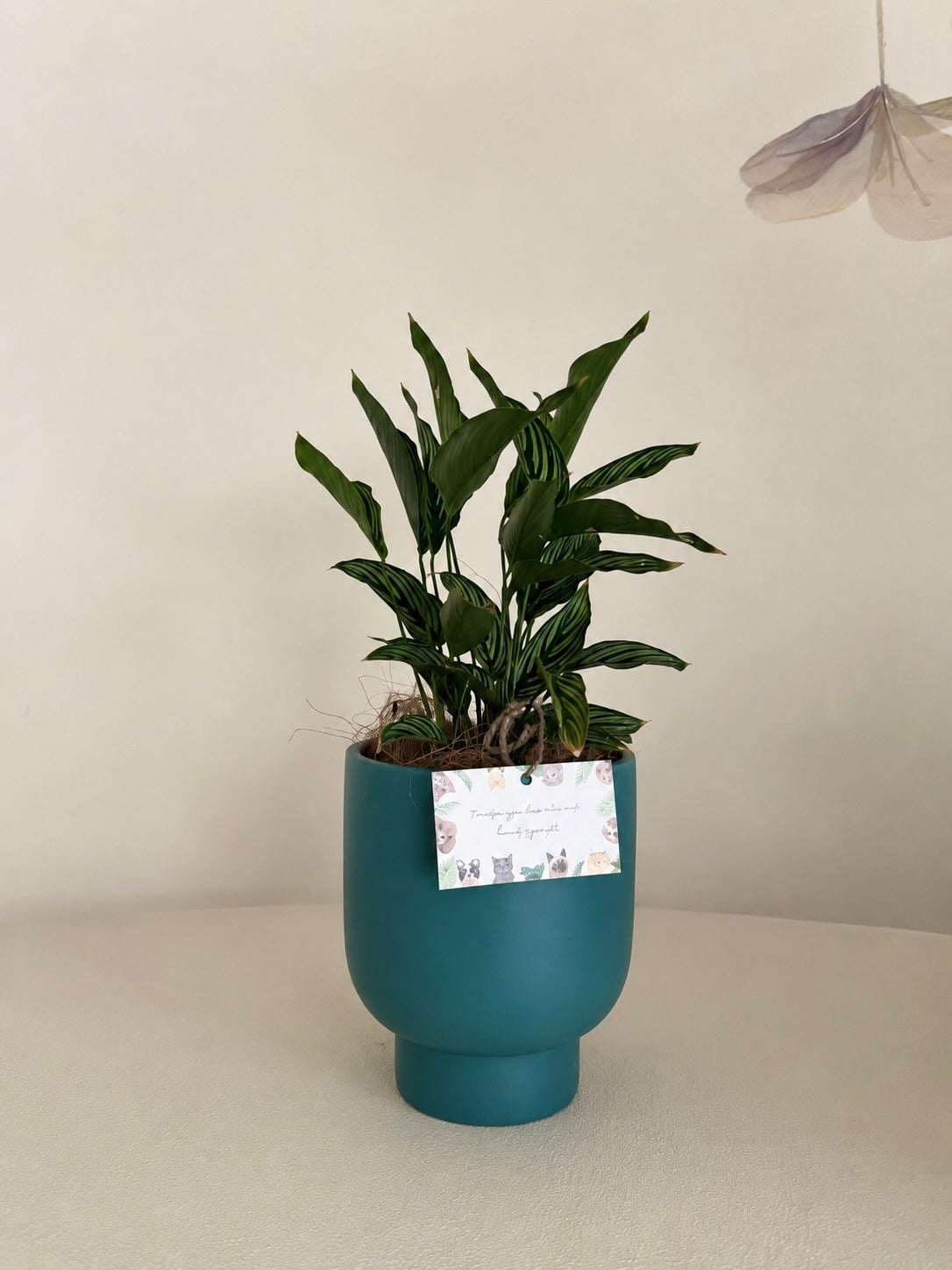 Teal curved raised pot