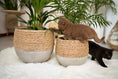 Load image into Gallery viewer, Olive rope pot - Small
