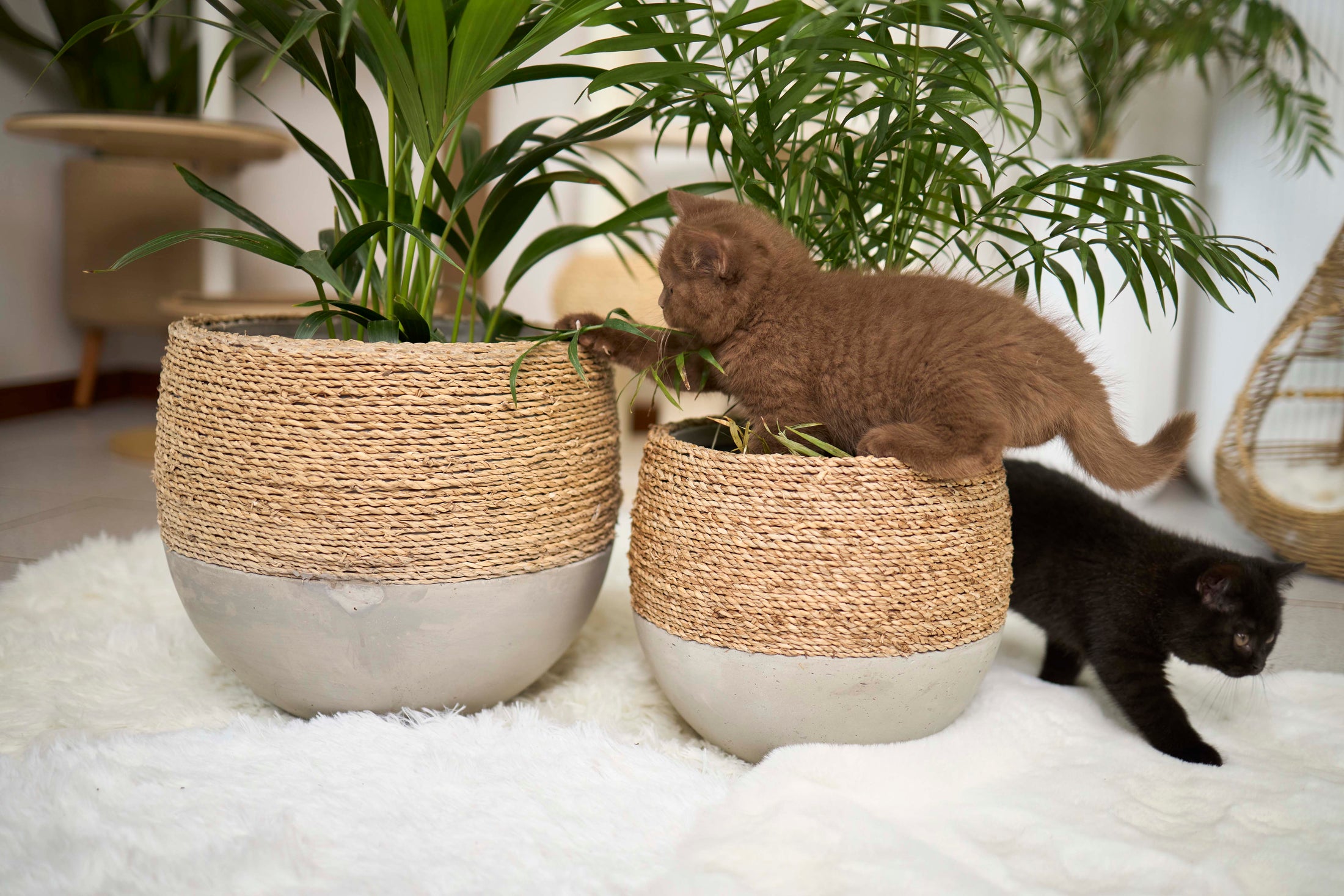 Olive rope pot - Small