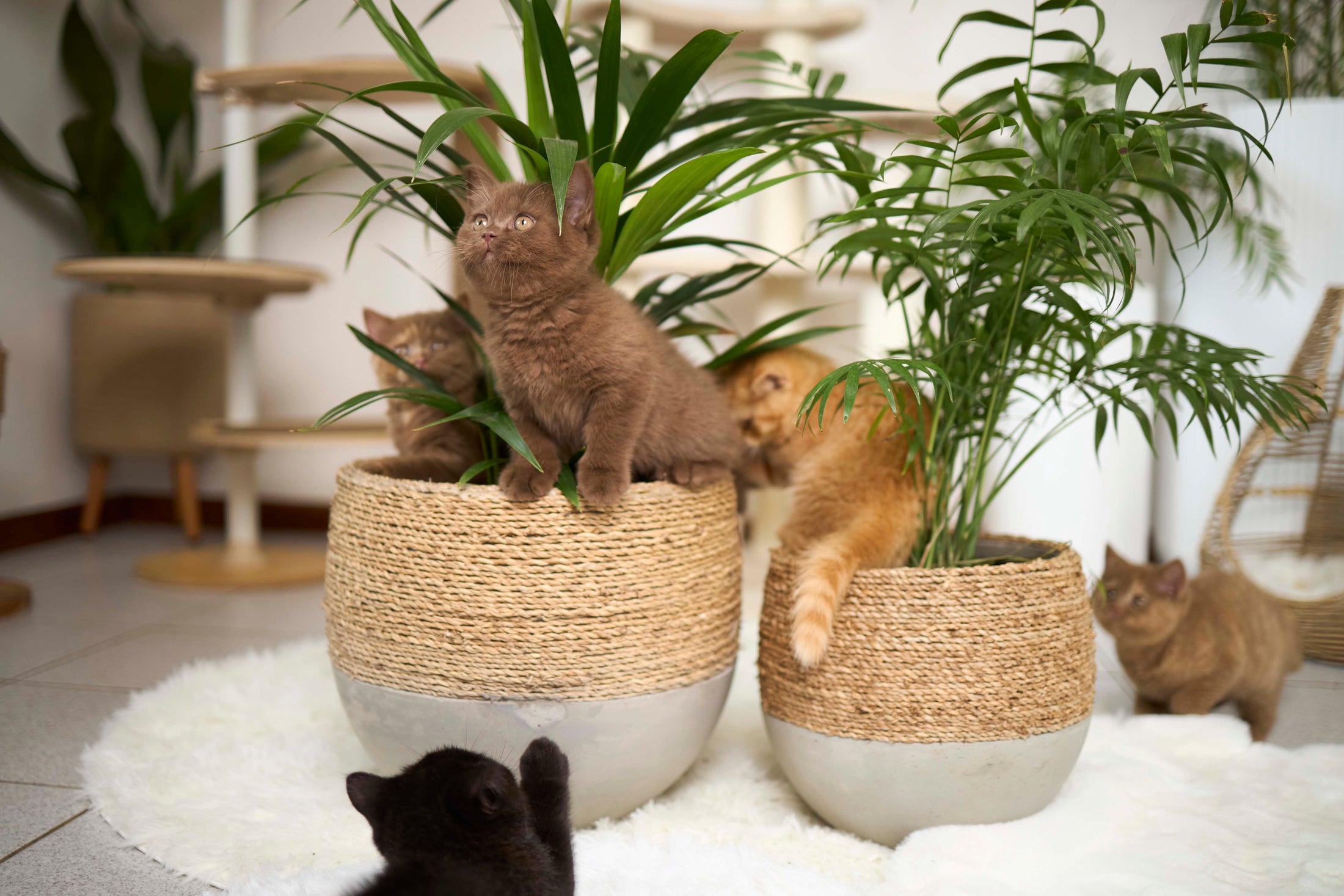 Olive rope pot - Small