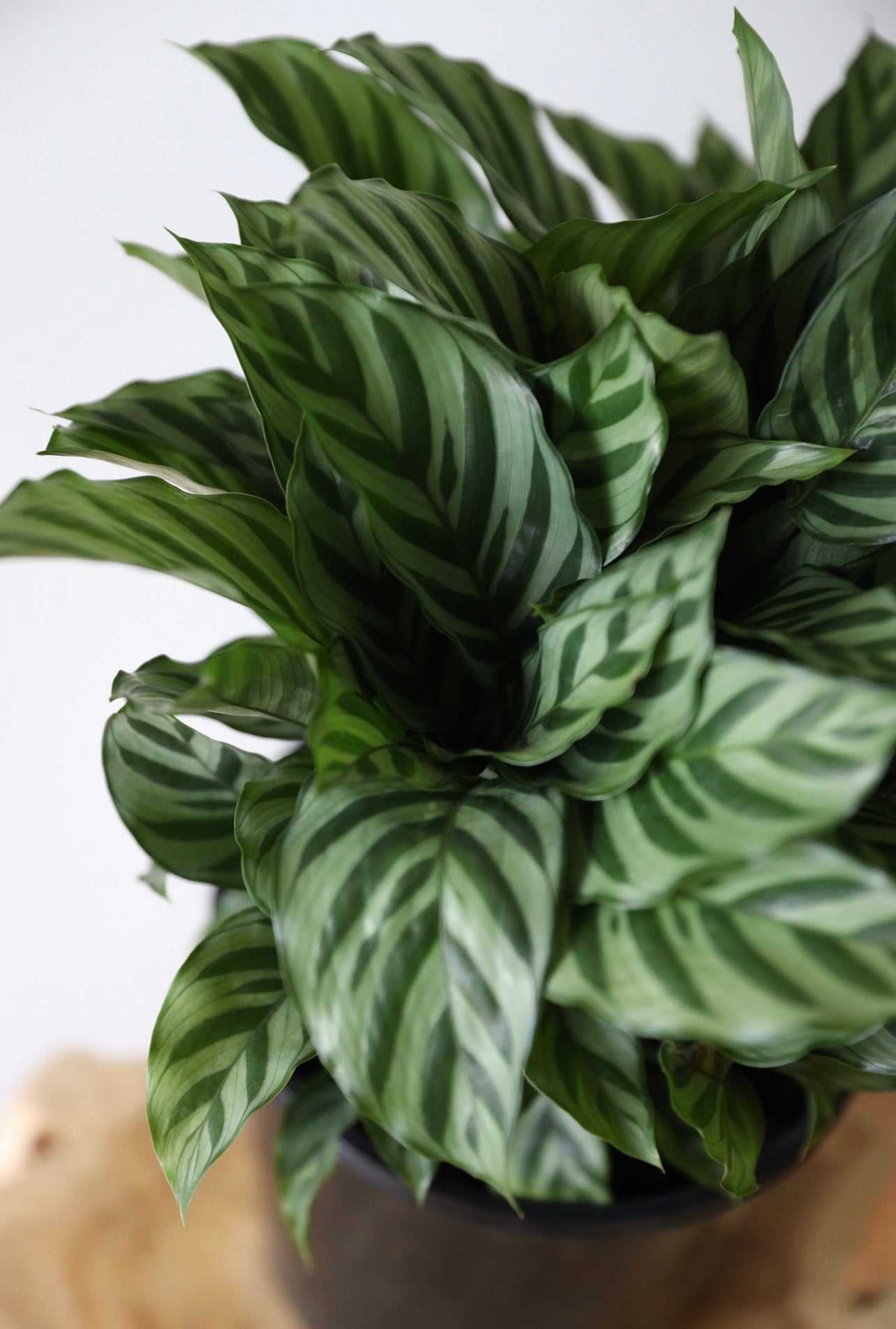 Calathea Freddie in the egg pot