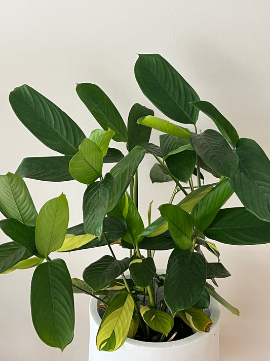 Calathea mosaics in the M white squat egg pot