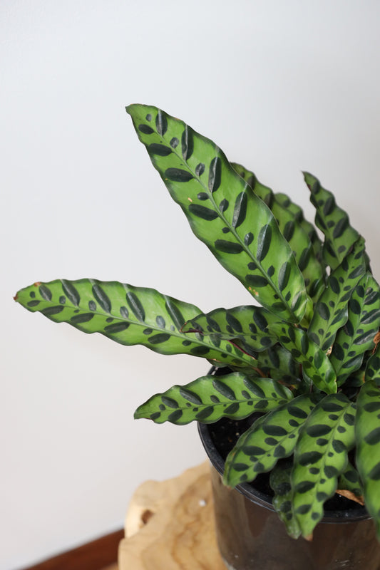 Rattlesnake Plant (Calathea Lancifolia)