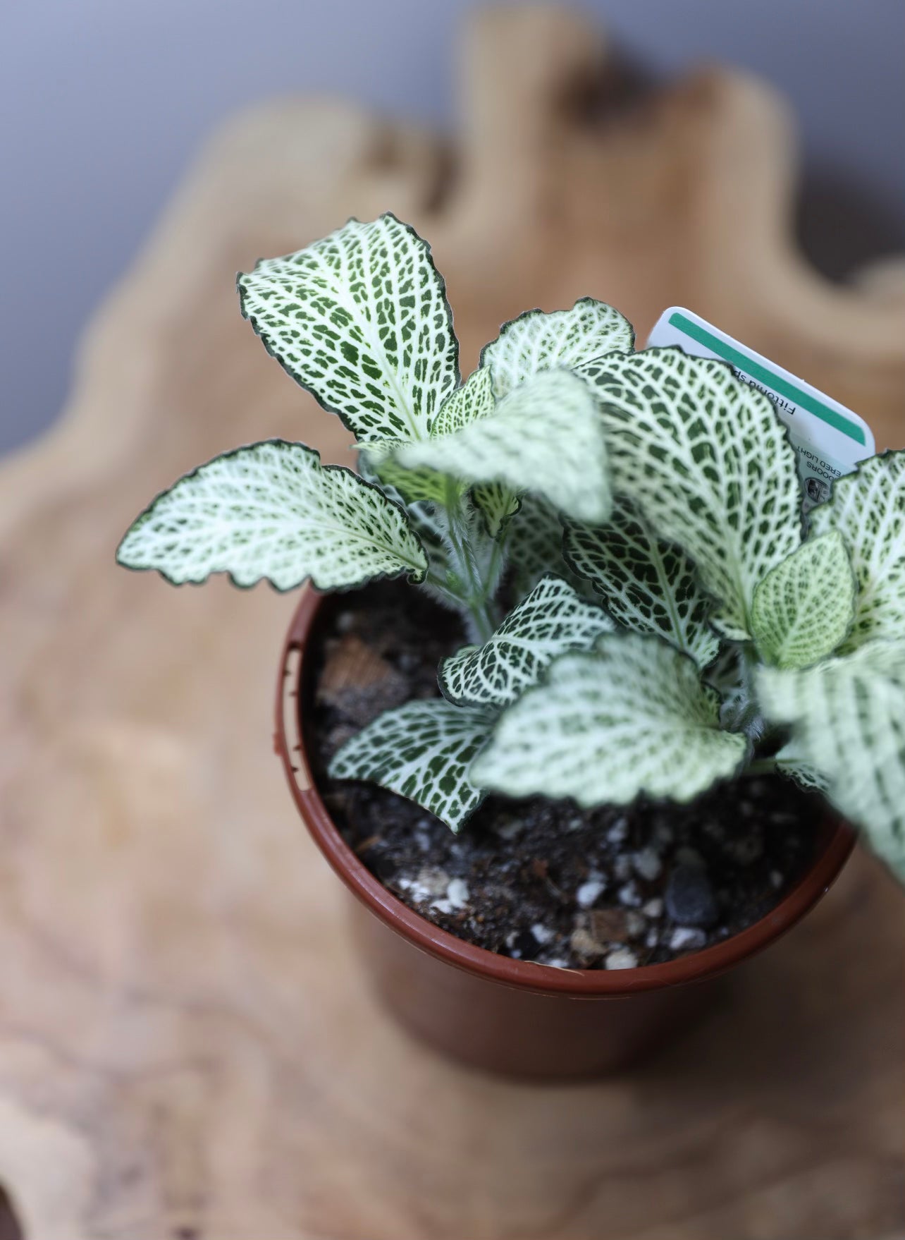 Fittonia ( Nerve plant)